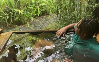 Rainforests, ATVs and Swimming in Hawaii